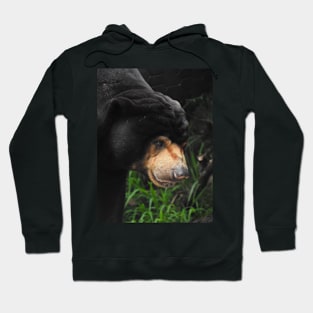 Sun Bear Hoodie